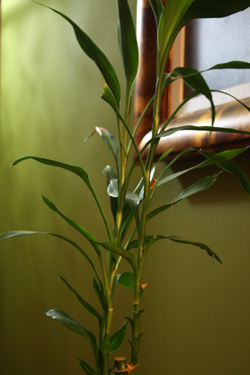 bamboo image